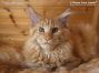 XXL male Maine Coon Baby from Saxony