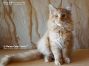 XXL male Maine Coon Baby from Saxony