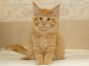 XXL male Maine Coon Baby from Saxony