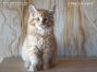 XXL male Maine Coon Baby from Saxony