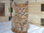 XXL male Maine Coon Baby from Saxony