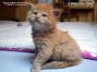 XXL male Maine Coon Baby from Saxony