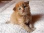 Maine Coon Baby aus Sachsen
