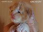 Maine Coon Baby aus Sachsen