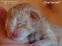 Maine Coon Baby