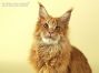 Maine Coon Youngster from Saxony, Germany