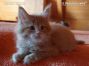 Maine Coon Baby from Saxony, Germany