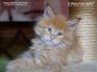 Maine Coon Baby from Saxony, Germany