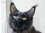 black smoke Maine Coon youngster