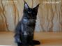 male black smoke Maine Coon Kitten