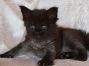male black smoke Maine Coon Baby