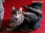 male black-tabby Maine Coon Youngster