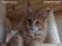 red-tabby male Maine Coon Kitten