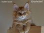 red-tabby male Maine Coon Kitten