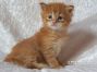 red male Maine Coon Kitten