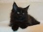 black male Maine Coon Baby