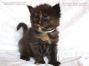 female black-tortie Maine Coon Kitten