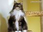 female black tabby-cl white Maine Coon Youngster