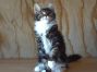female black tabby-cl white Maine Coon Baby