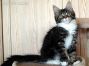 female black tabby-cl white Maine Coon Baby