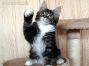 female black tabby-cl white Maine Coon Baby