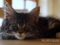female black tabby-cl white Maine Coon Baby
