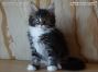 female black tabby-cl white Maine Coon Baby