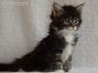 female black tabby white Maine Coon Baby