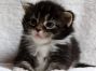 female black tabby white Maine Coon Baby