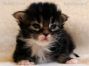 female black tabby white Maine Coon Baby