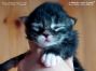 female black tabby white Maine Coon Baby