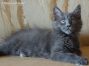 blaues Maine Coon Baby