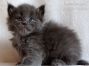 blaues Maine Coon Baby