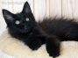female black Maine Coon Baby