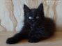 female black Maine Coon Baby