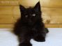 female black Maine Coon Baby