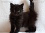 female black Maine Coon Baby