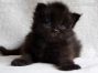 female black Maine Coon Baby