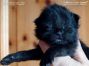 female black Maine Coon Baby