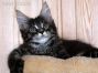 male black-tabby Maine Coon Baby