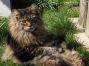 female black tabby Maine Coon