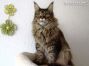female black tabby Maine Coon