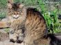 female black tabby Maine Coon