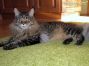 female black tabby Maine Coon