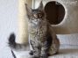 black tabby Maine Coon Baby