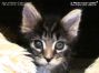 black tabby Maine Coon Baby