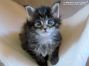black tabby Maine Coon Baby