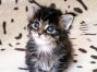 black tabby Maine Coon Baby