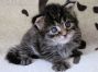 black tabby Maine Coon Baby