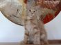 Kitten of Maine Coon Castle